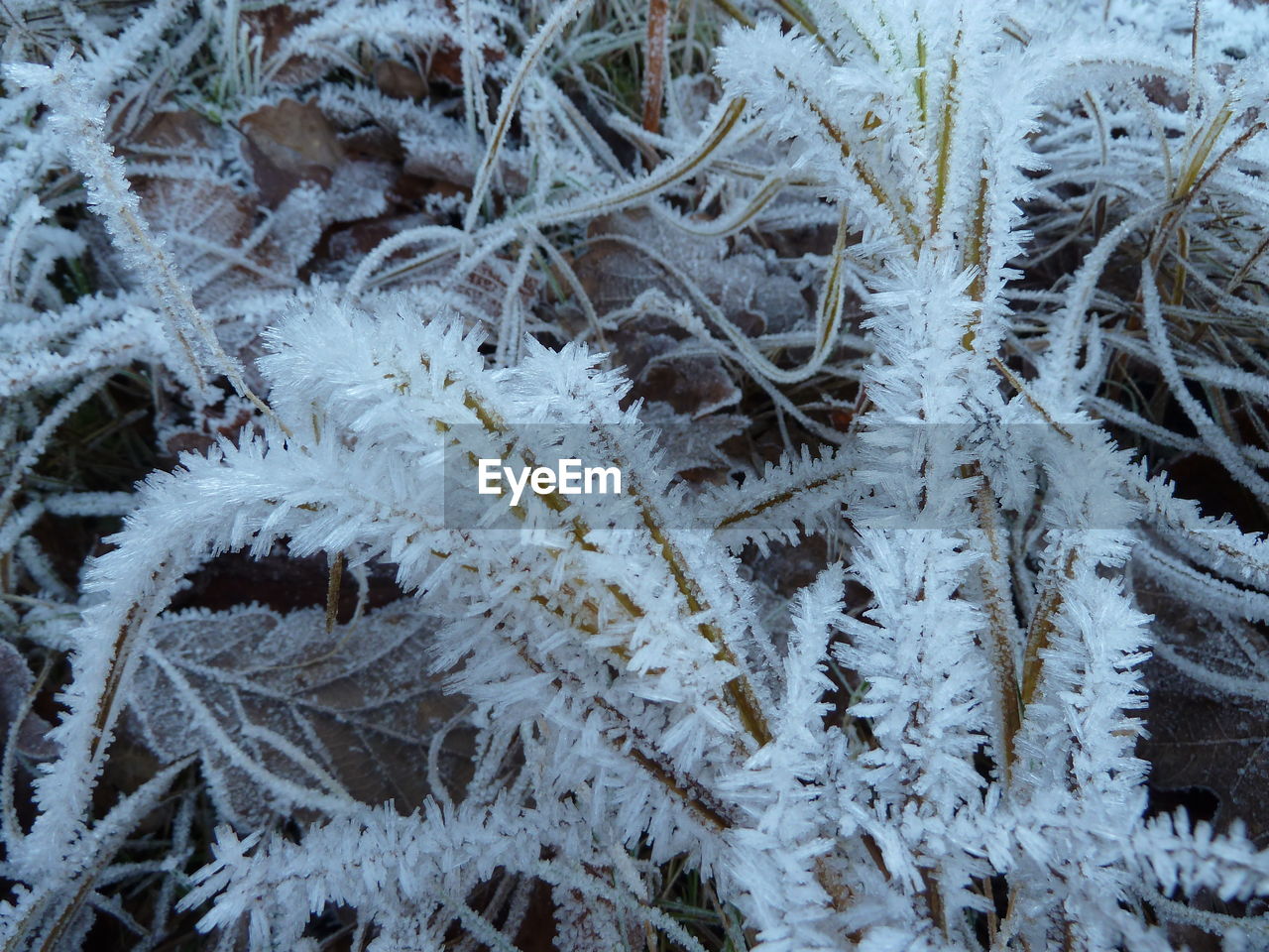 CLOSE-UP OF SNOW COVERED TREE