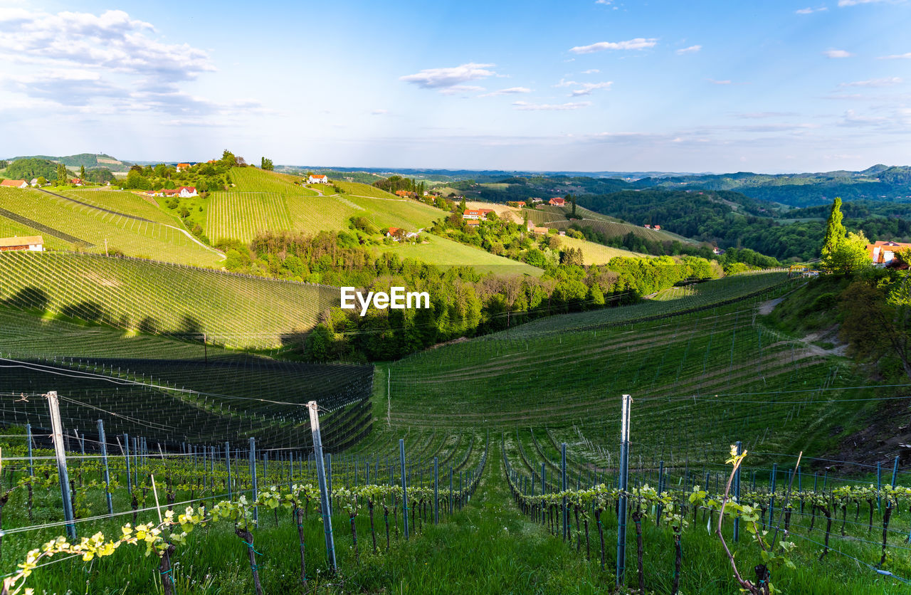 SCENIC VIEW OF VINEYARD