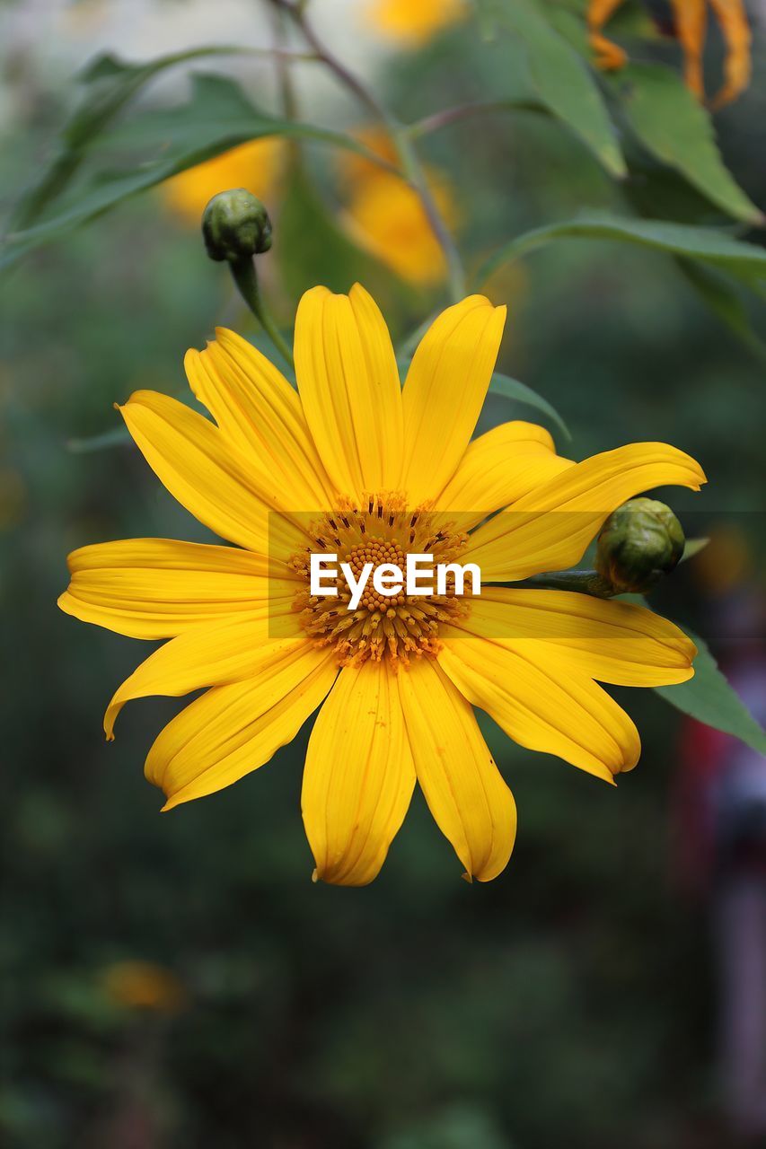 Close-up of yellow flower