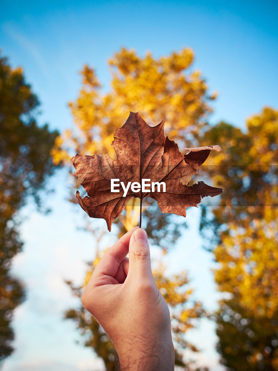Cropped image of person holding maple leaf
