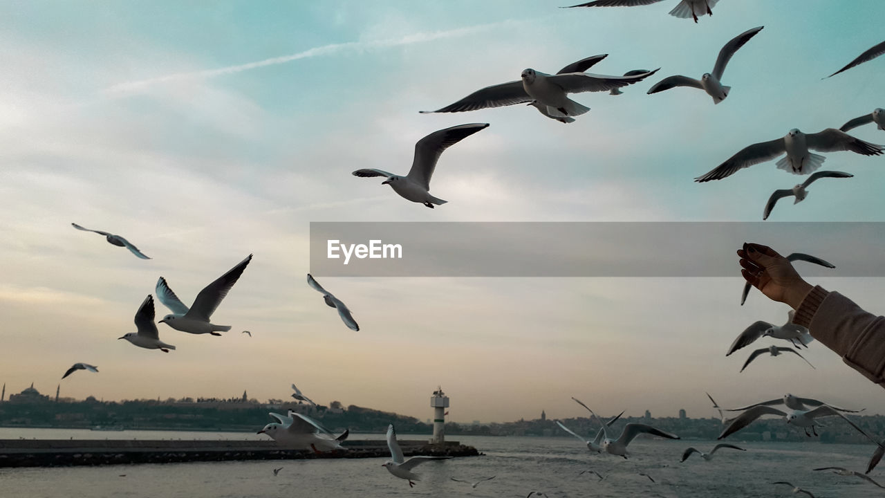 Seagulls flying over sea against sky