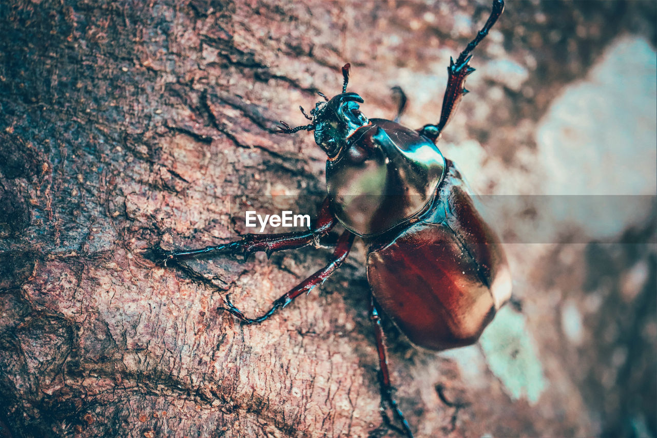 CLOSE-UP OF GRASSHOPPER ON TREE TRUNK