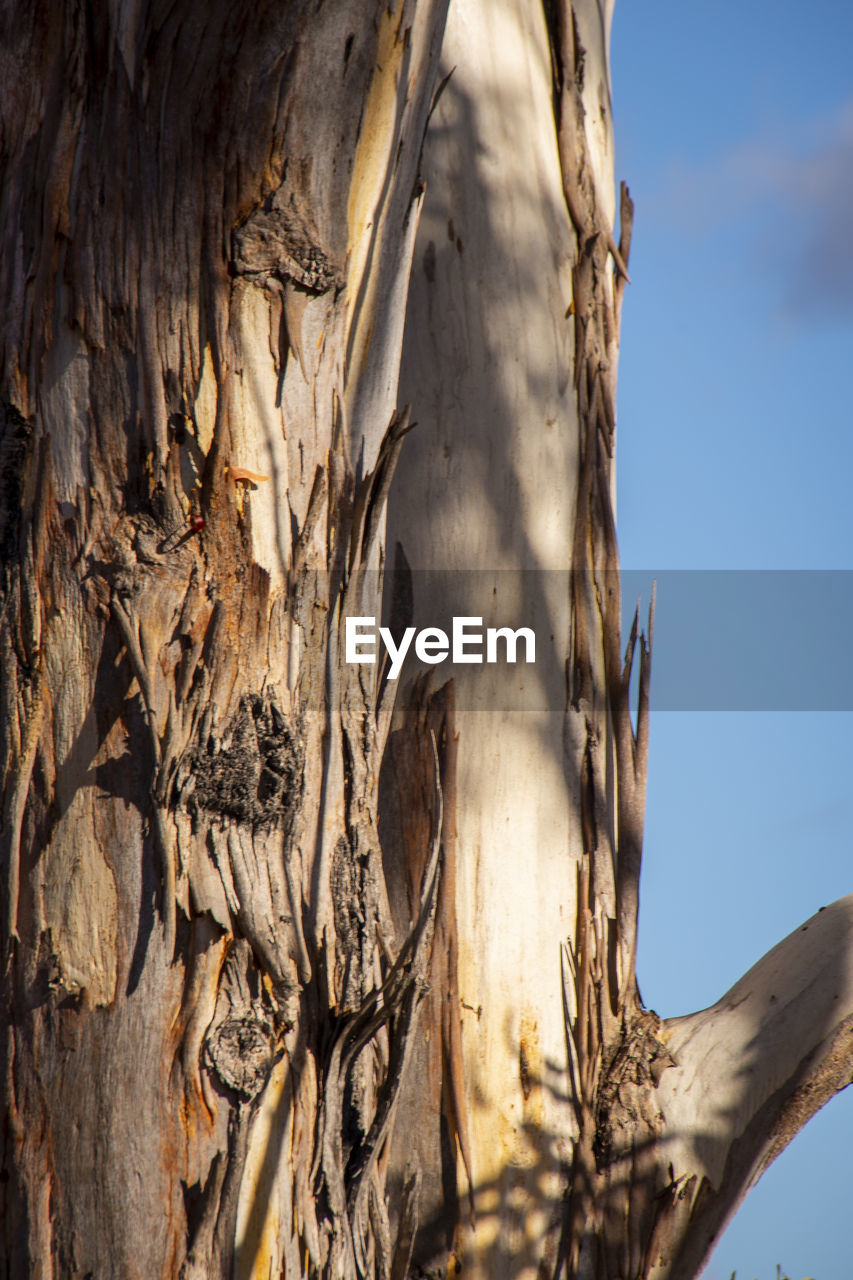 LOW ANGLE VIEW OF TREE TRUNK