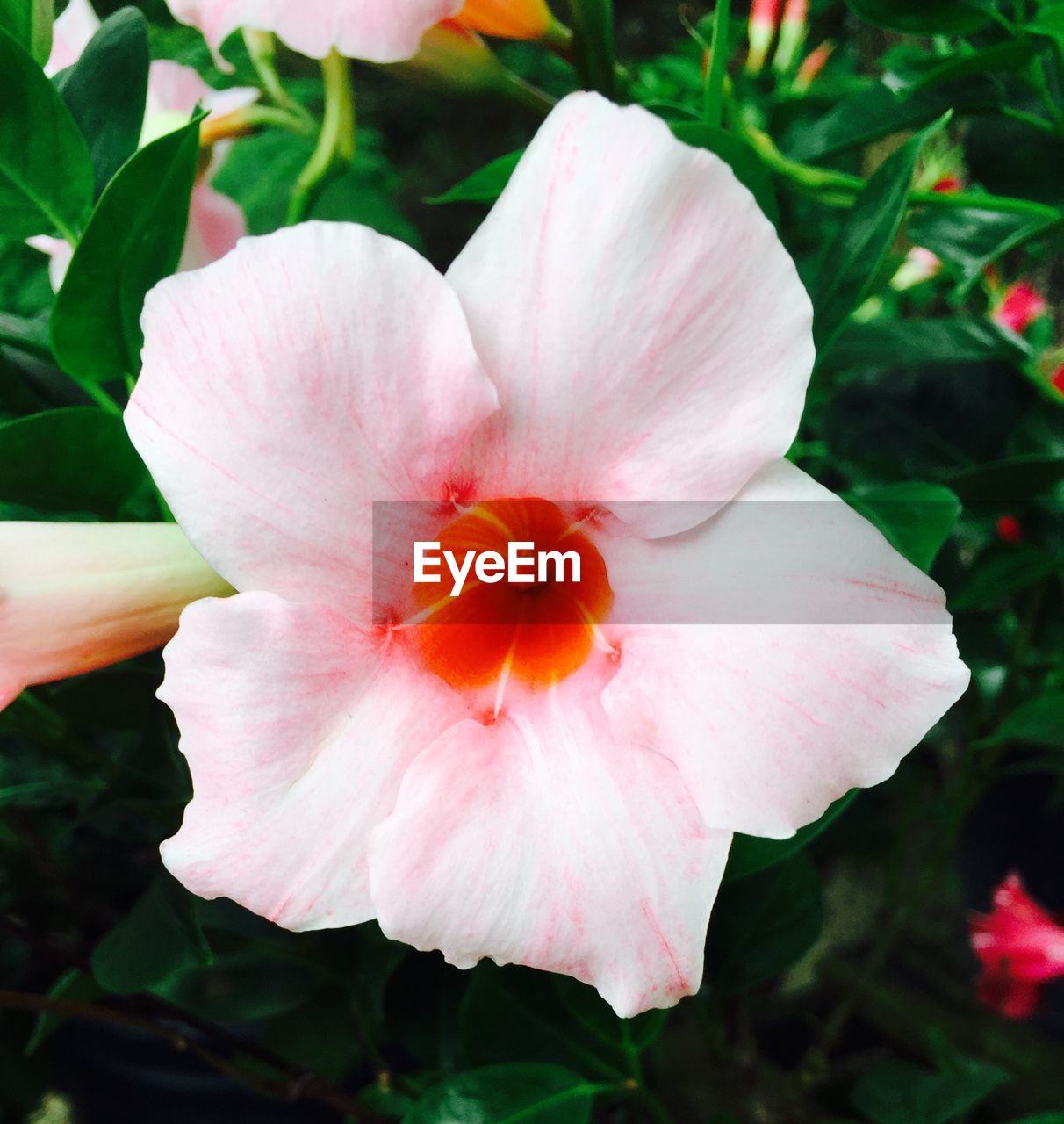 Flower with pink petals 