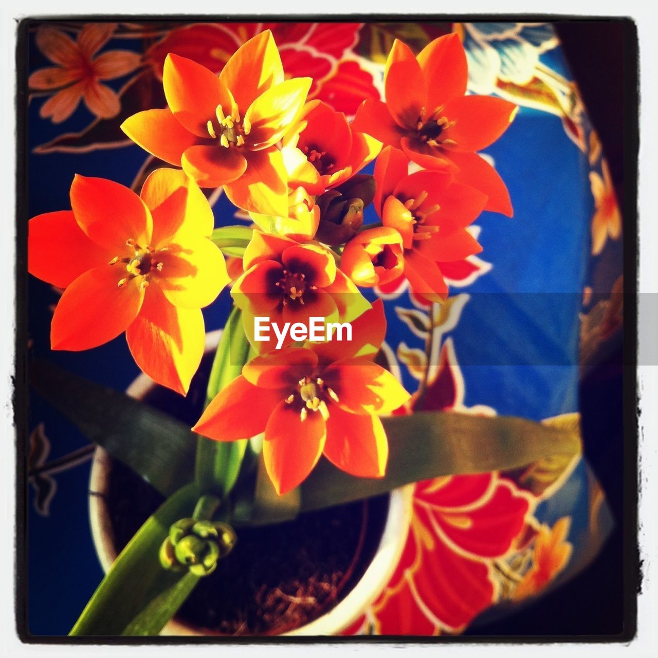 Close-up of orange flowers blooming at home