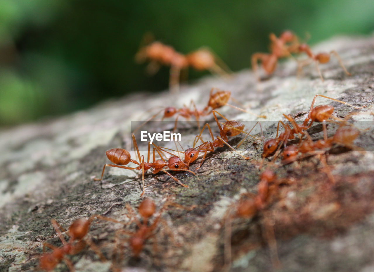 Close-up of ant on leaf