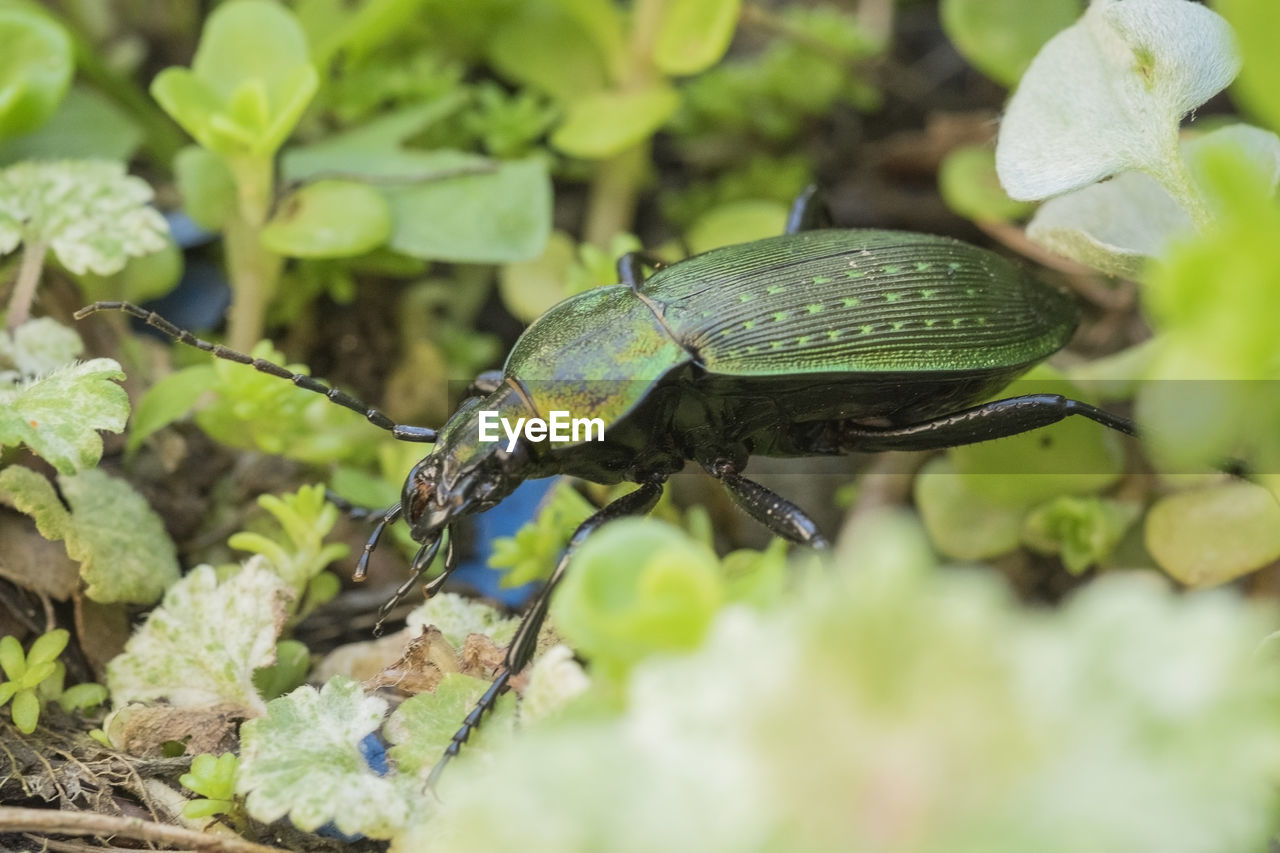 Close-up of green beetle amidst leaves on rock