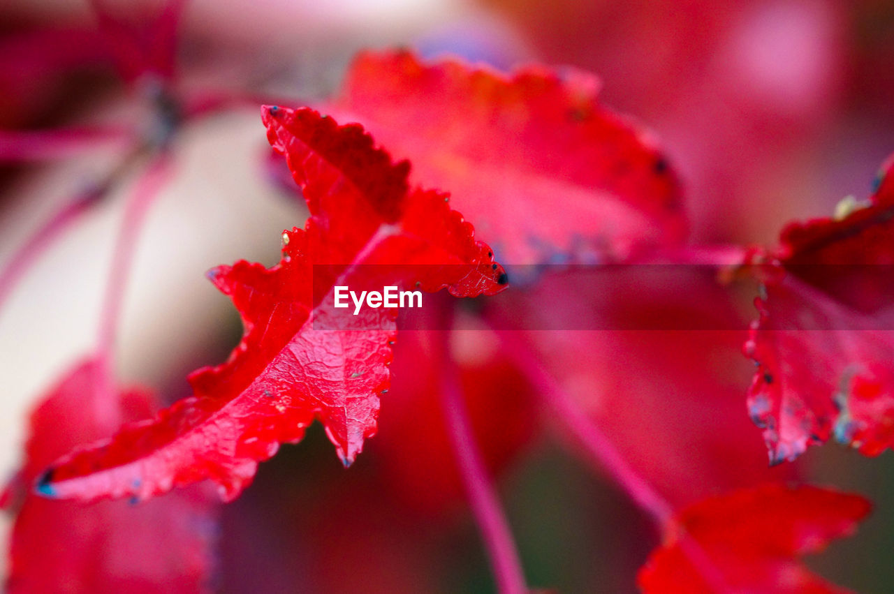 red, plant, leaf, beauty in nature, flower, plant part, close-up, nature, macro photography, autumn, pink, freshness, no people, petal, flowering plant, growth, selective focus, fragility, outdoors, blossom, maple, maple leaf, focus on foreground, vibrant color, water, shrub, tree, day