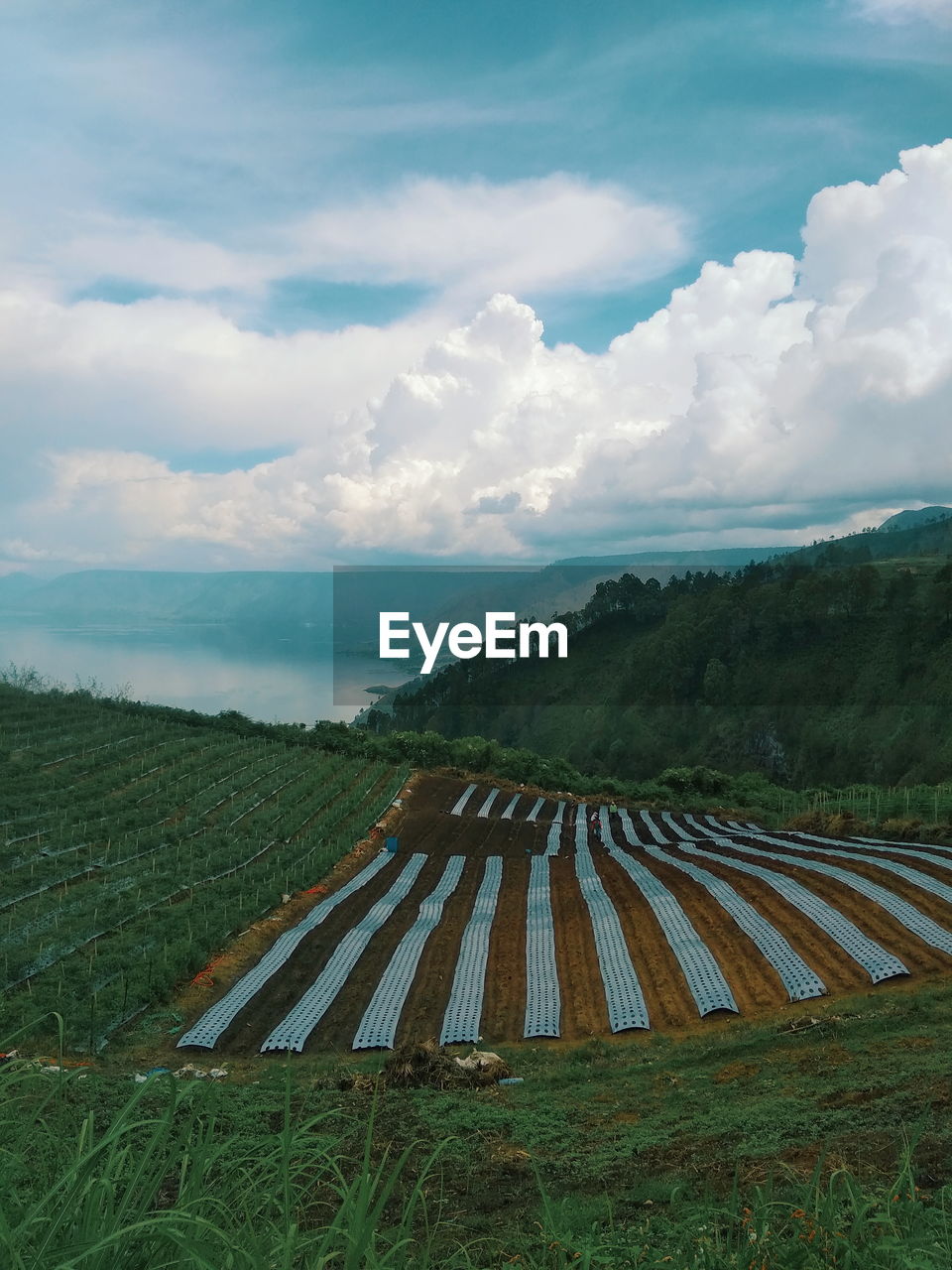 Farmland in lake toba, north sumatra