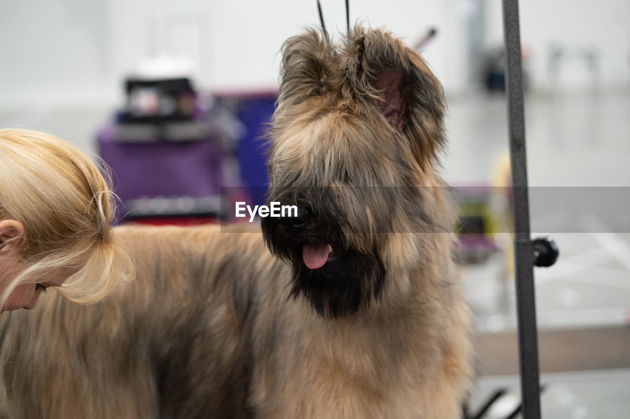 Close up of a dog being groomed by the owner before a dog show