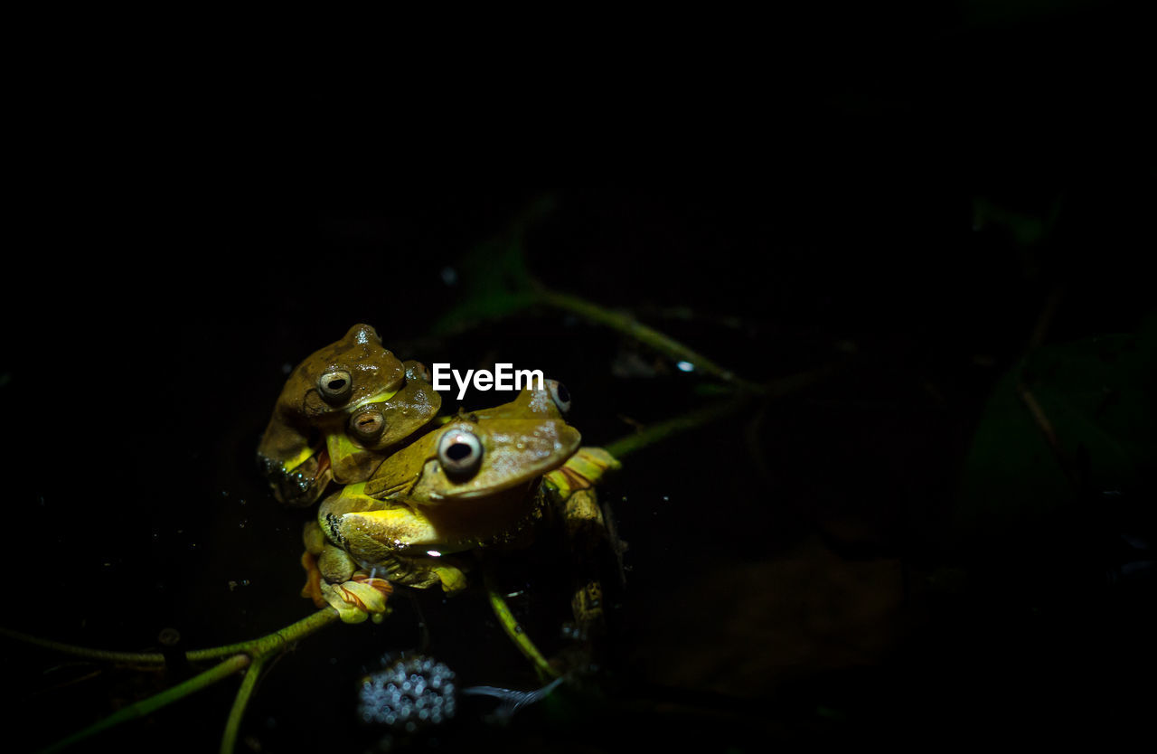 Frogs in the wild at night