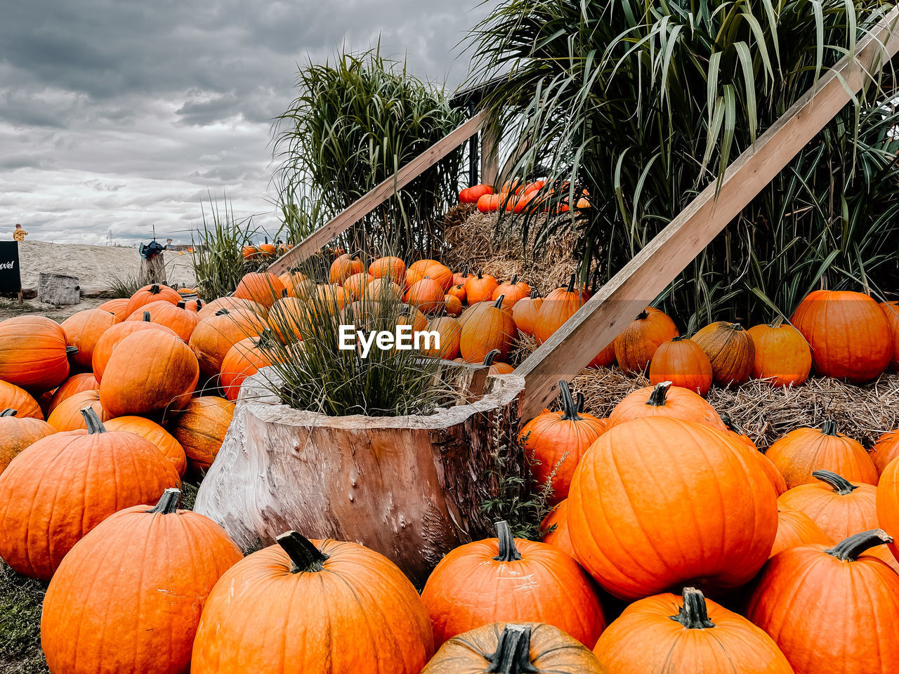 VARIOUS PUMPKINS ON FIELD