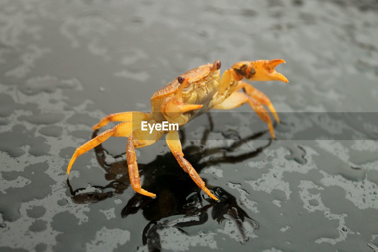 Close-up of crab on beach