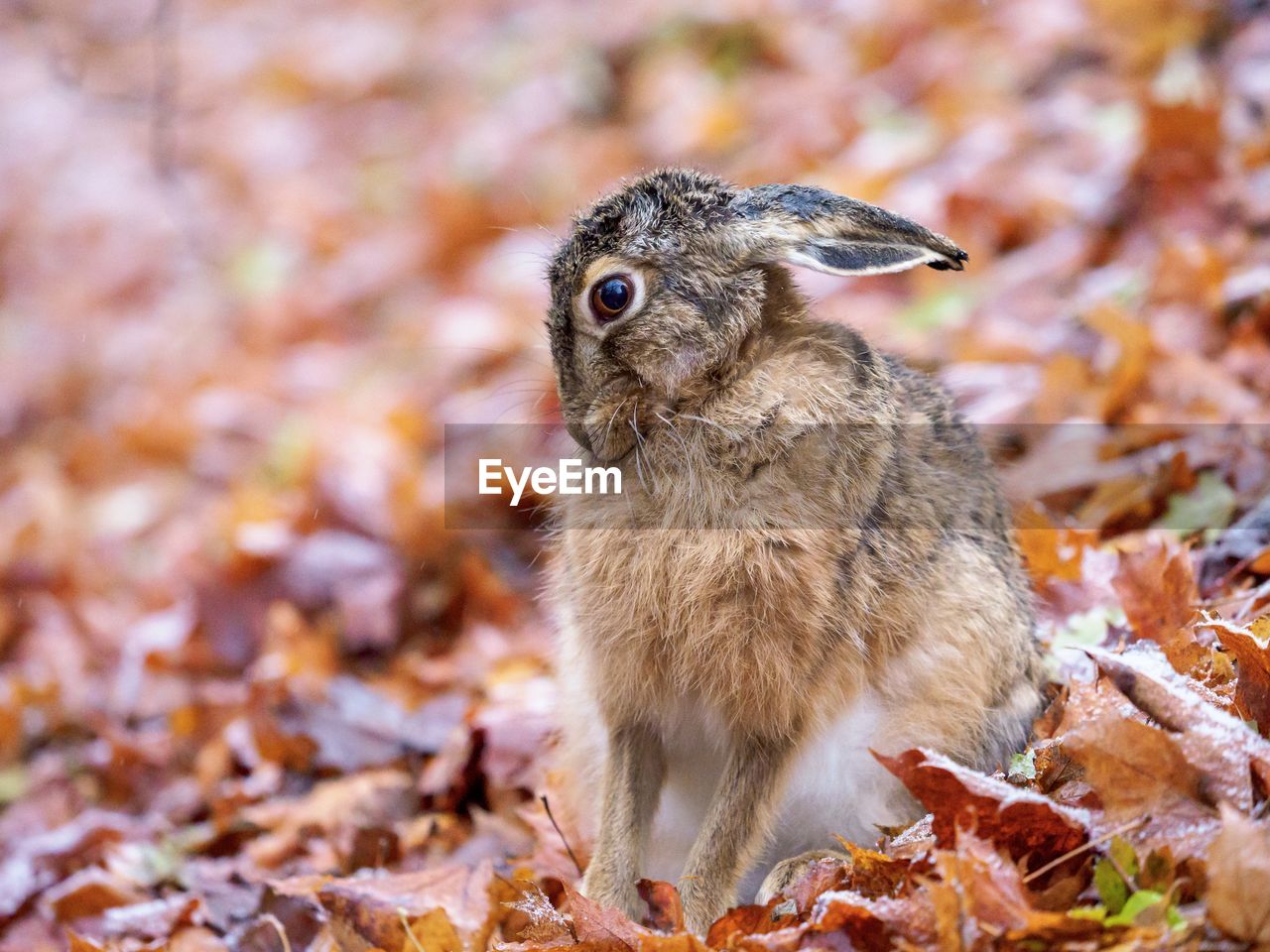Close-up of an animal on field during autumn