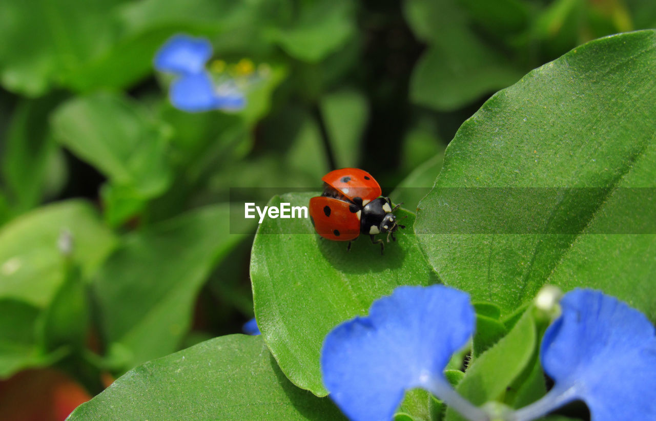 Close-up of ladybug on flower