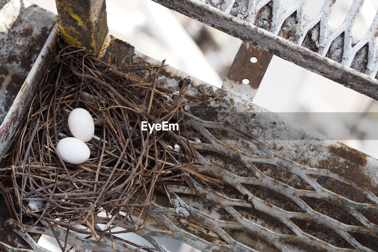 Pigeon egg on net , pest control