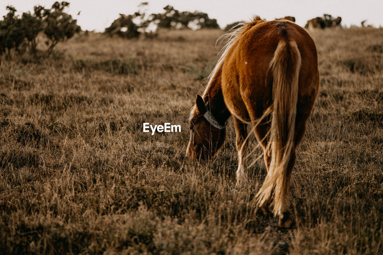 New forest pony