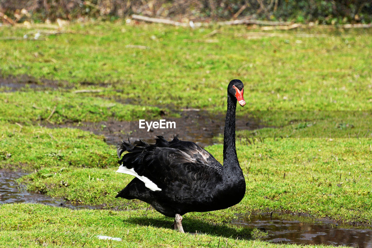 Black swan in a field