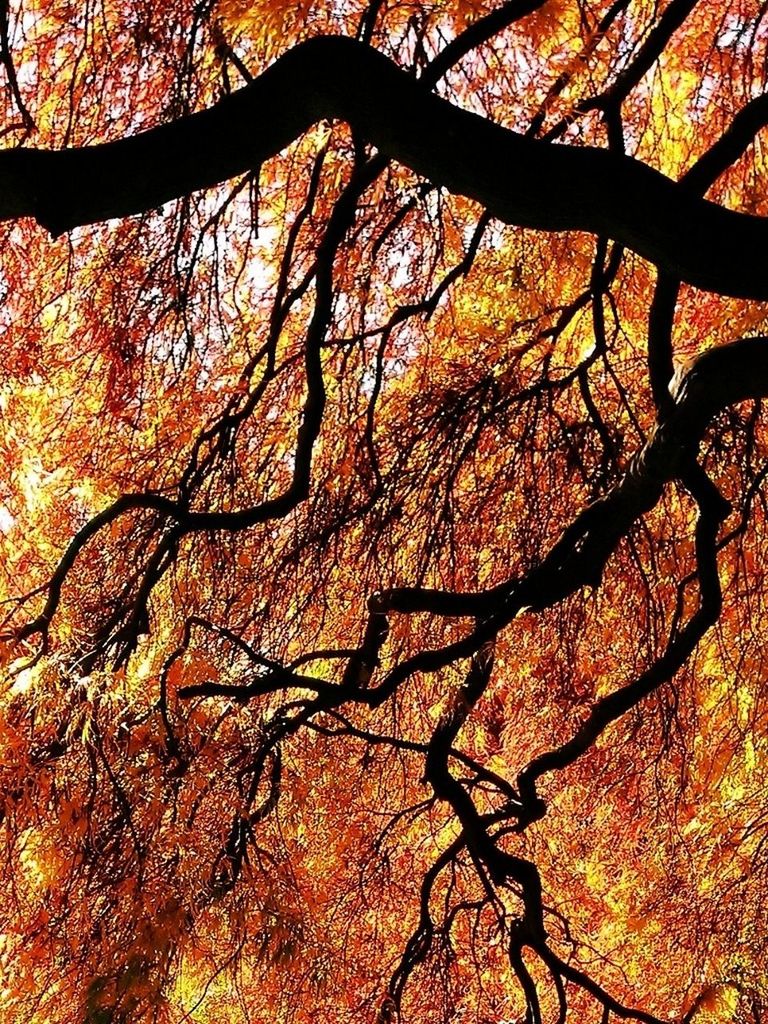 LOW ANGLE VIEW OF TREES