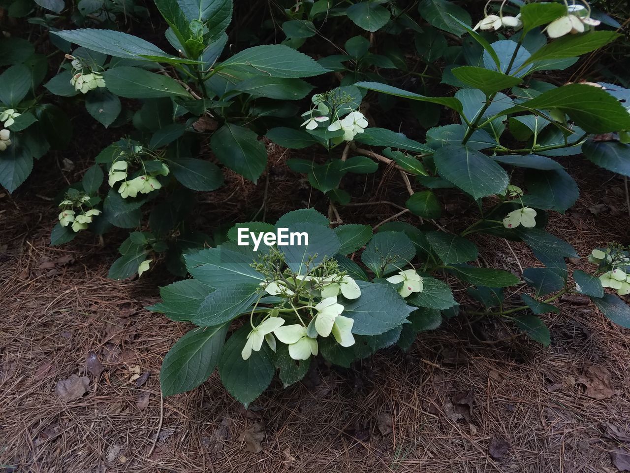 CLOSE-UP OF WHITE FLOWERS