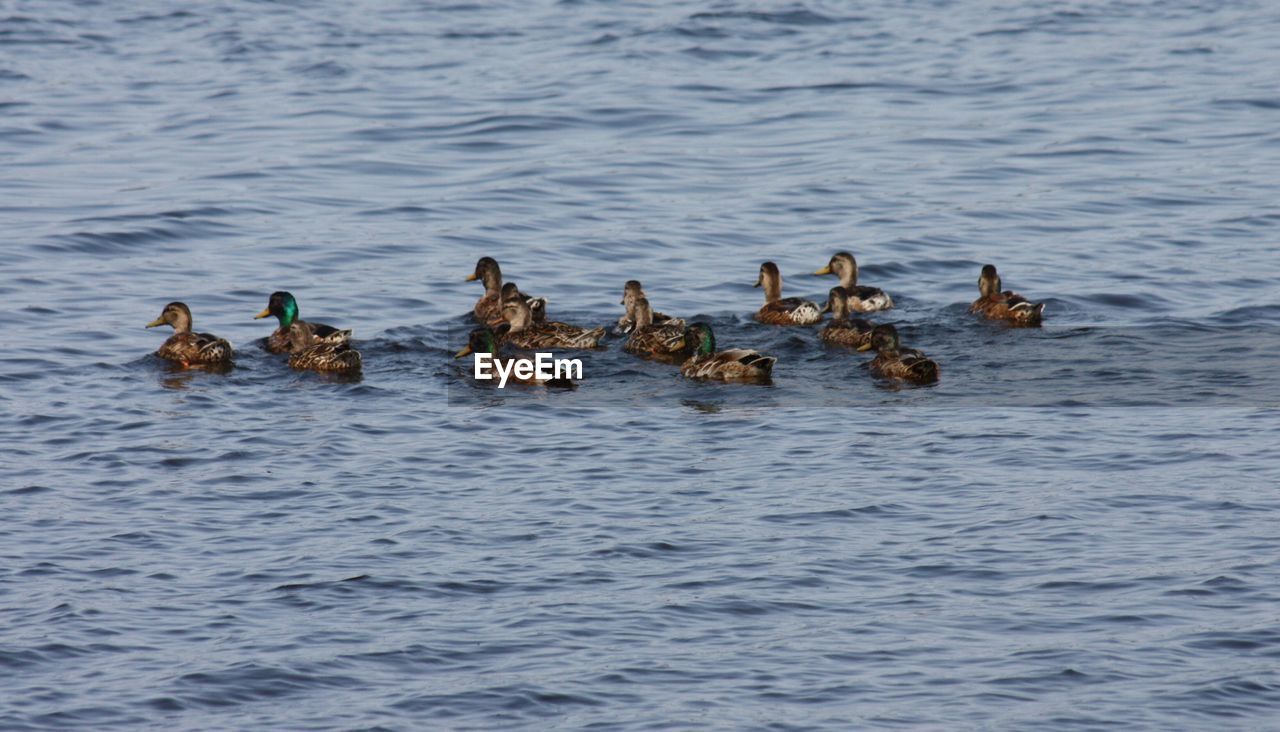 FLOCK OF BIRDS SWIMMING IN LAKE