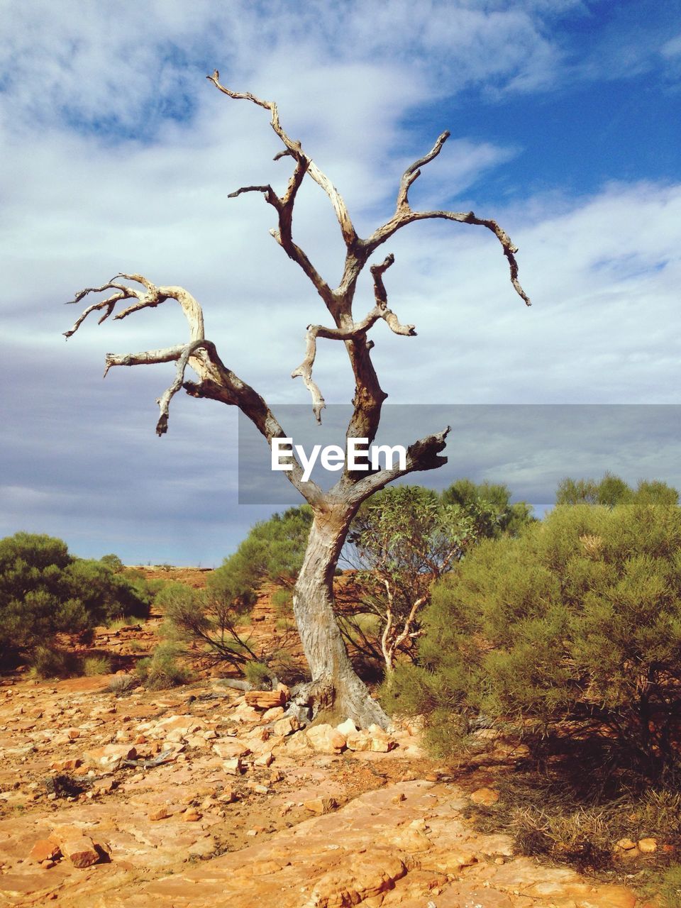 View of tree against sky