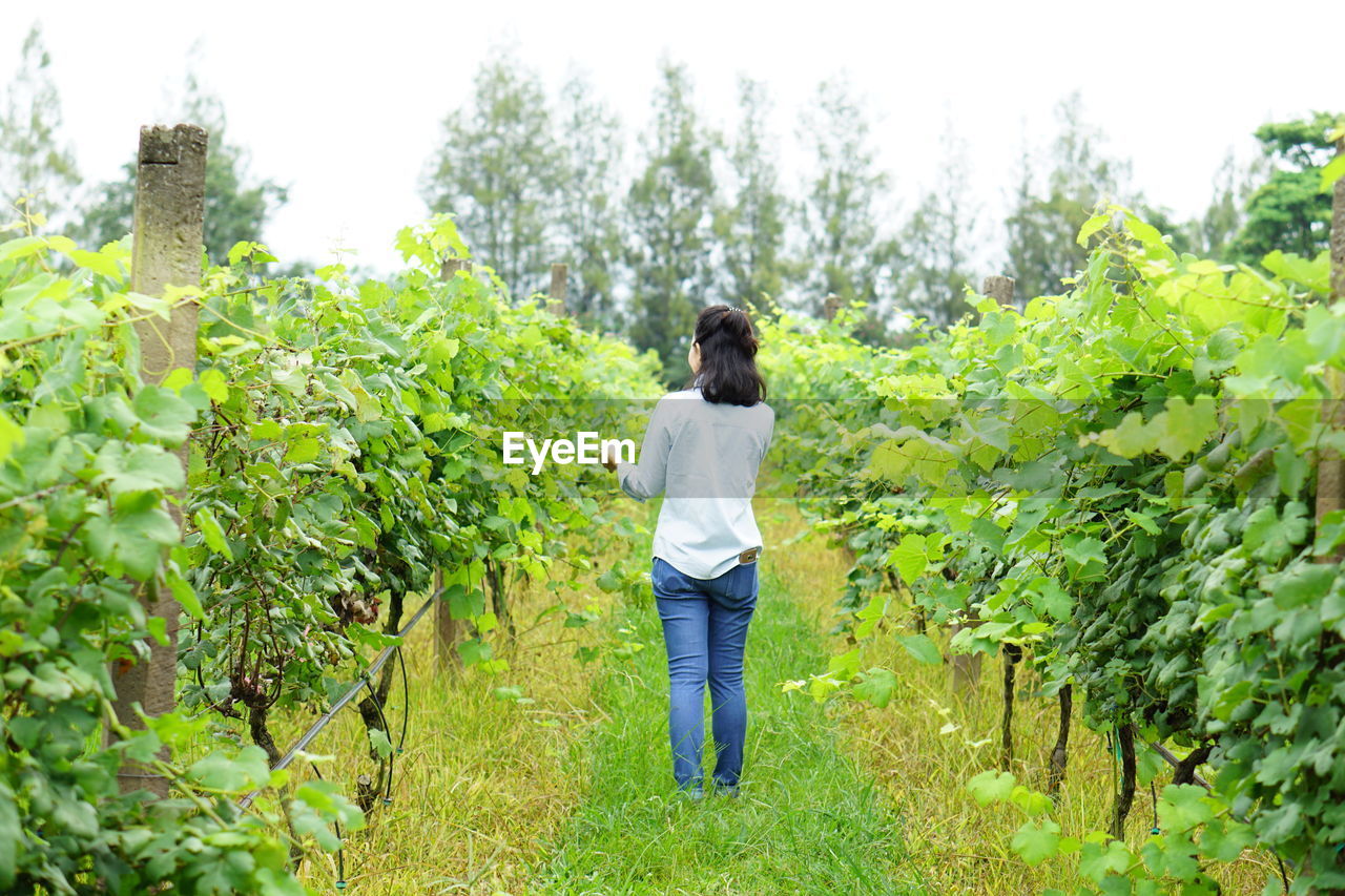 Rear view of female farmer standing at vineyard