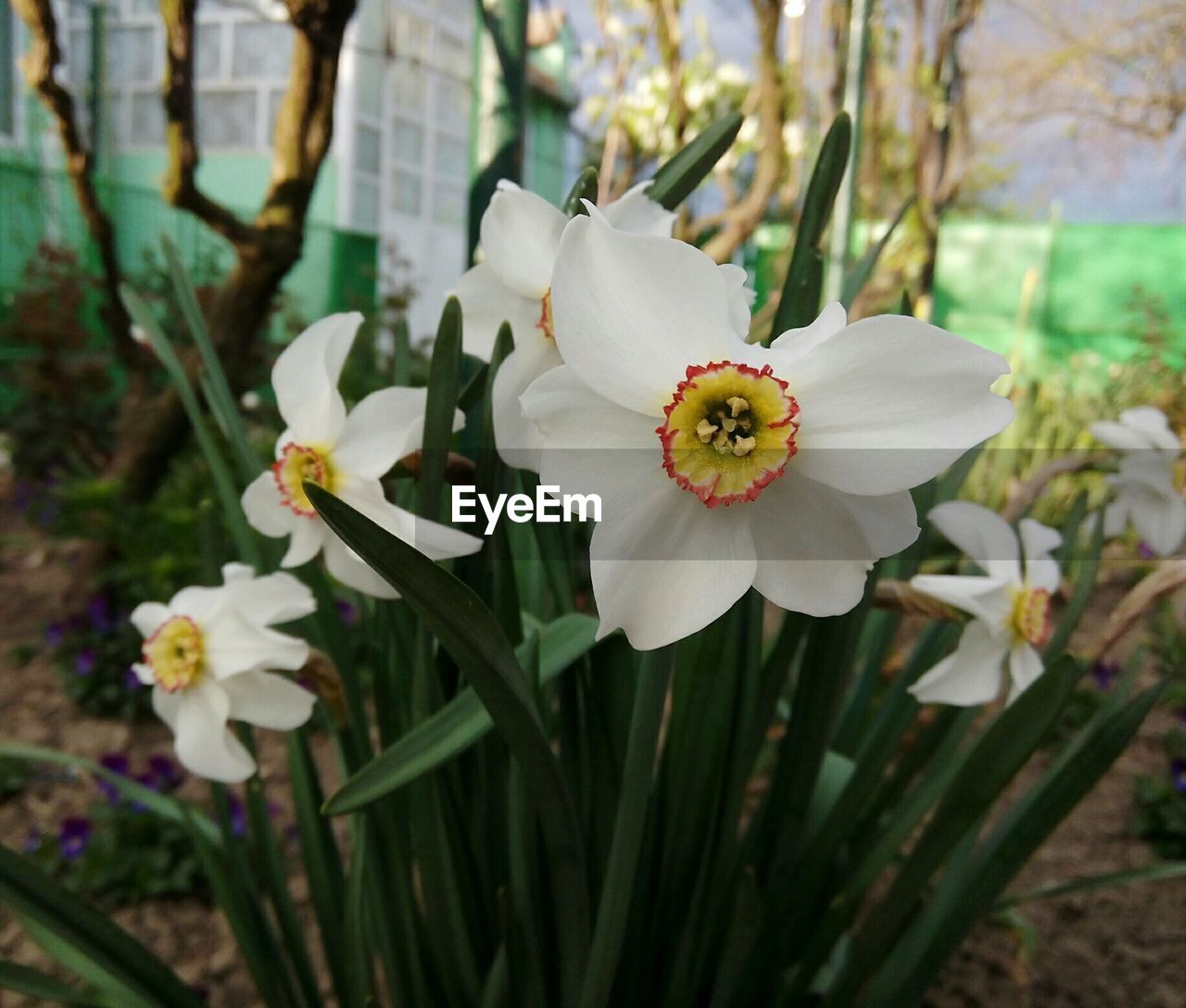 CLOSE-UP OF WHITE FLOWERS BLOOMING