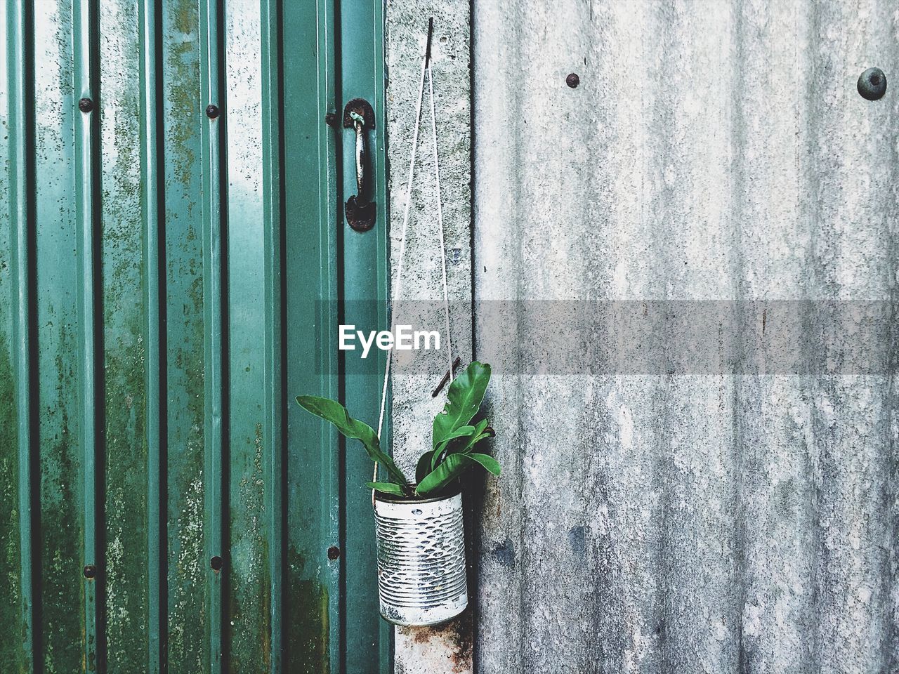 CLOSE-UP OF GREEN LEAVES ON WOODEN DOOR