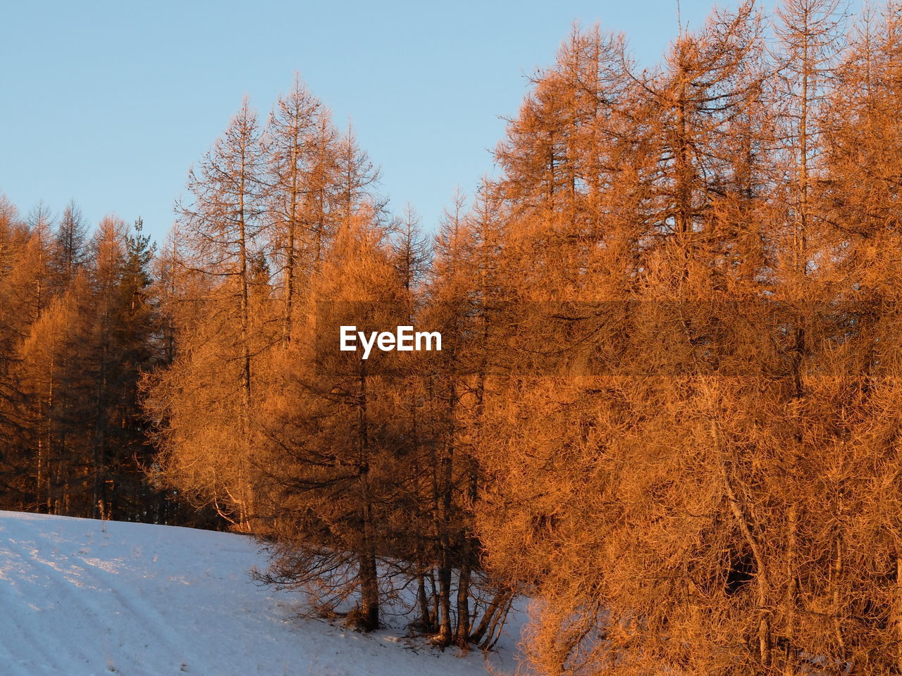 Trees on snow covered land against sky