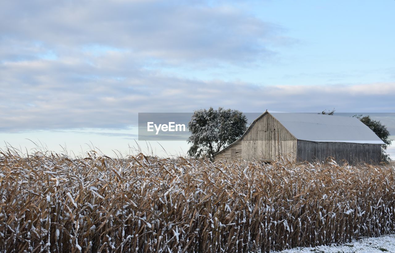 Crops growing on field against sky