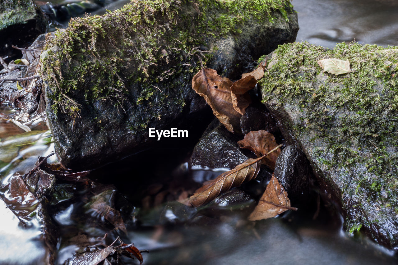 Close-up of moss on rock at lake