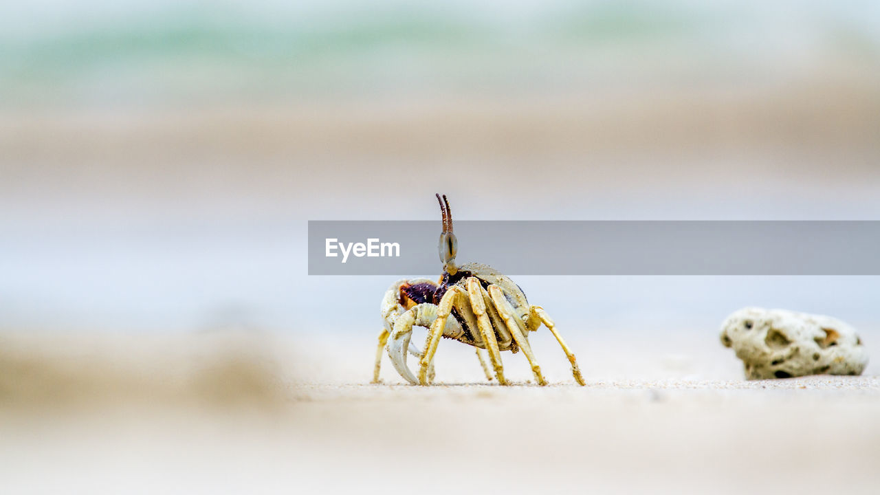 CLOSE-UP OF CATERPILLAR ON BEACH