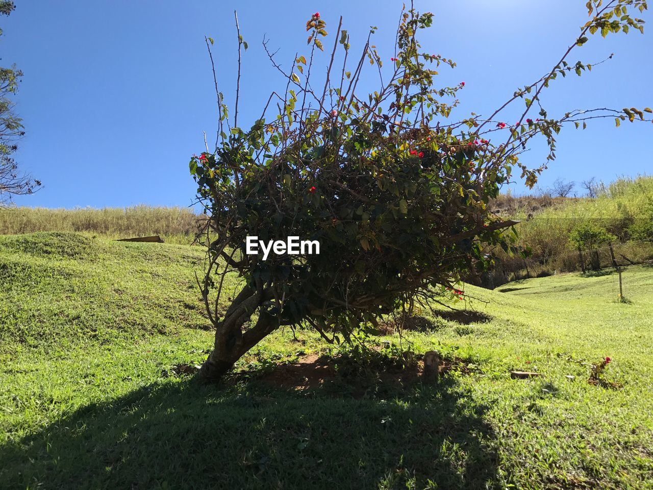 TREE GROWING ON FIELD AGAINST SKY