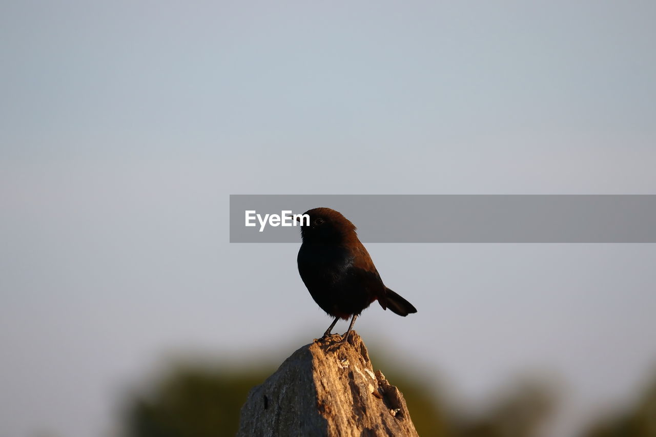 Bird black on rock, bird , bird images