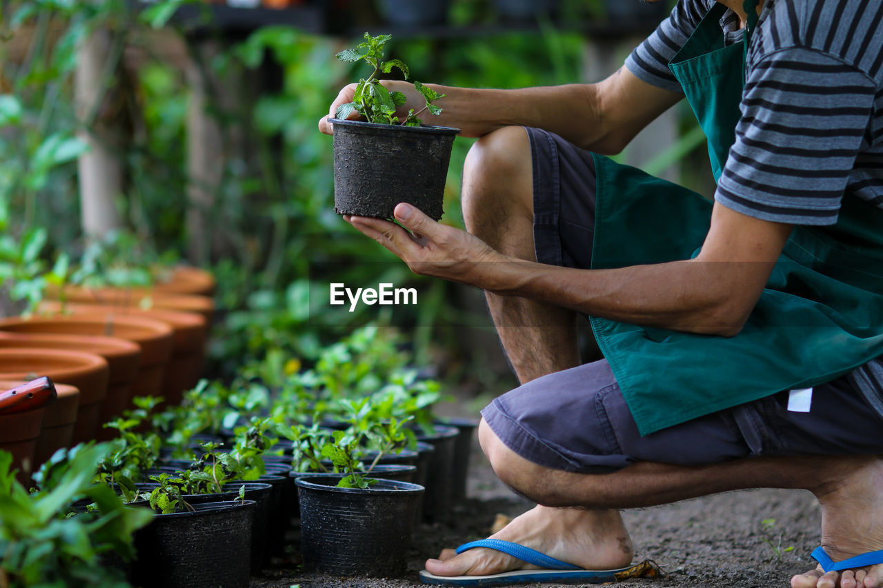 Low section of man holding potted plant