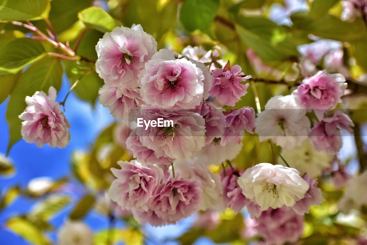 Pink blooming cherry tree