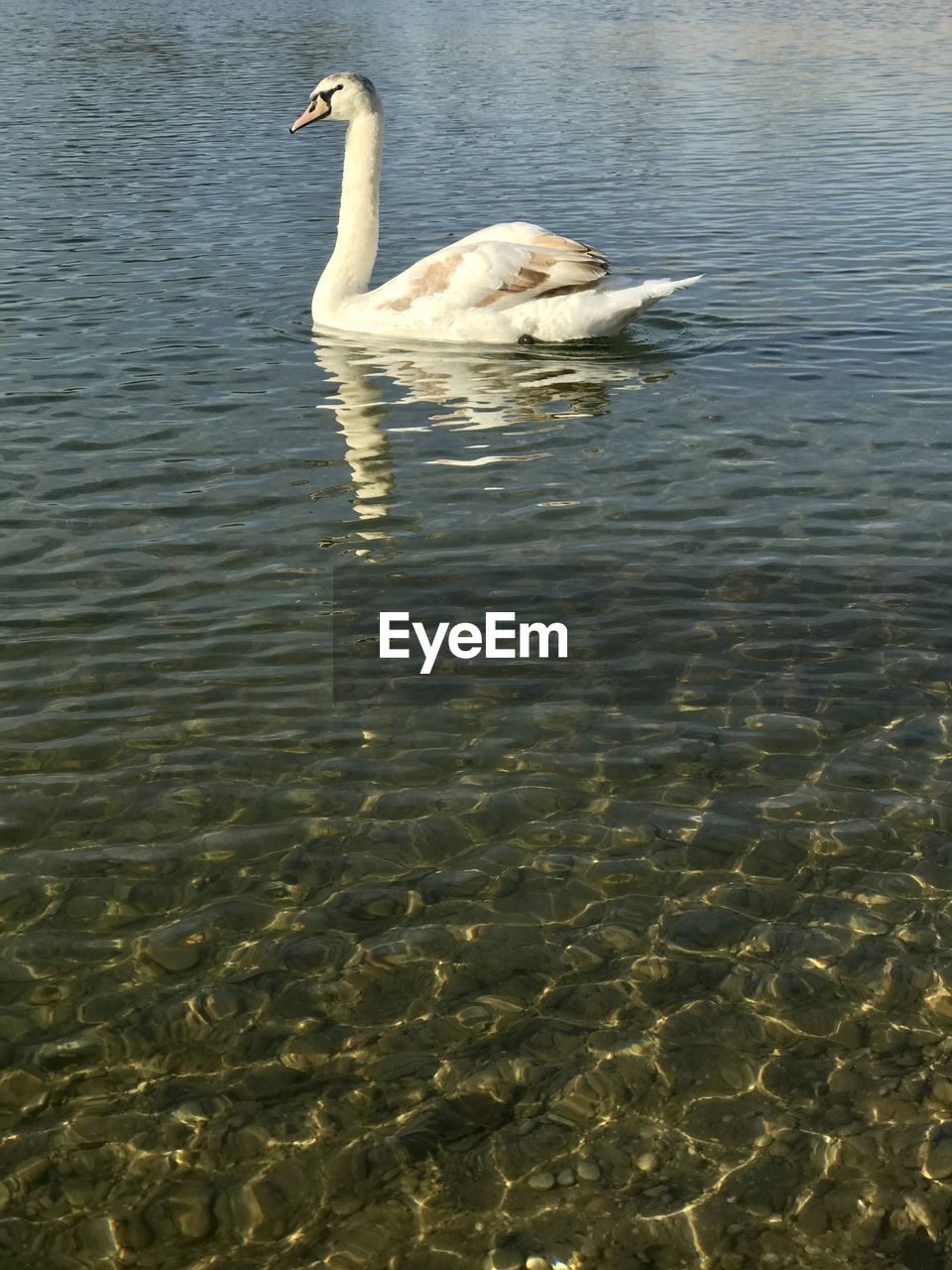 SWAN FLOATING IN LAKE