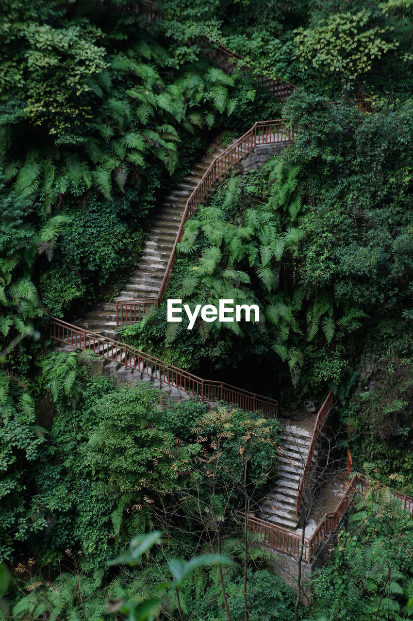 Staircase amidst trees in forest