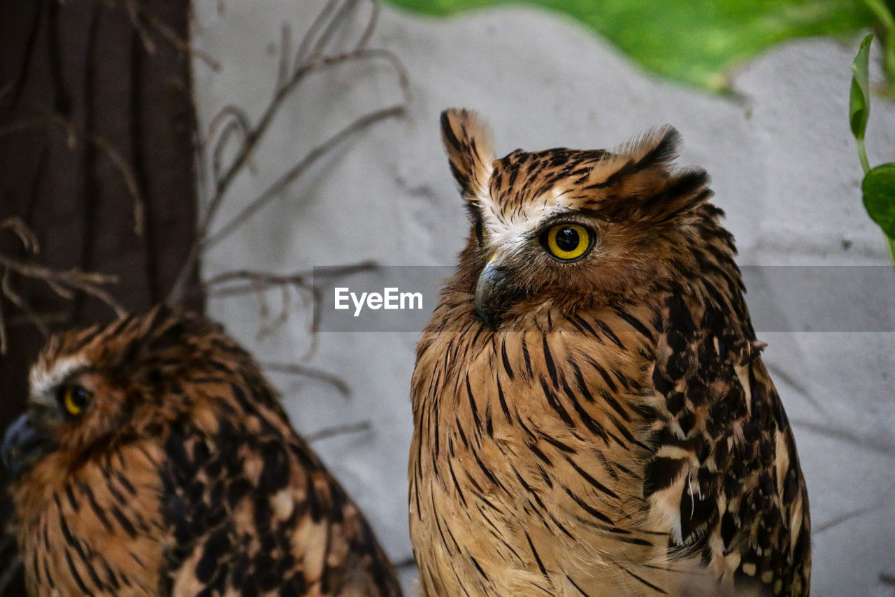 Tawny fish owl staring at camera