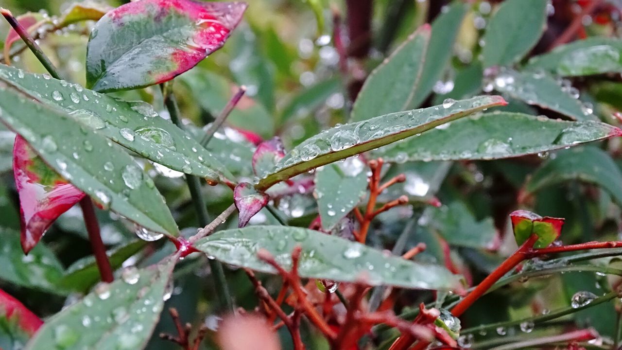 CLOSE-UP OF WET PLANT WITH RAIN DROPS