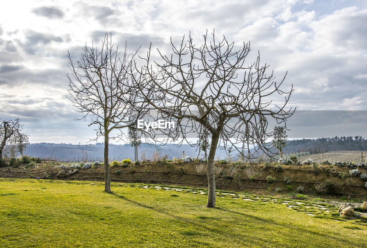 Bare tree on field against sky