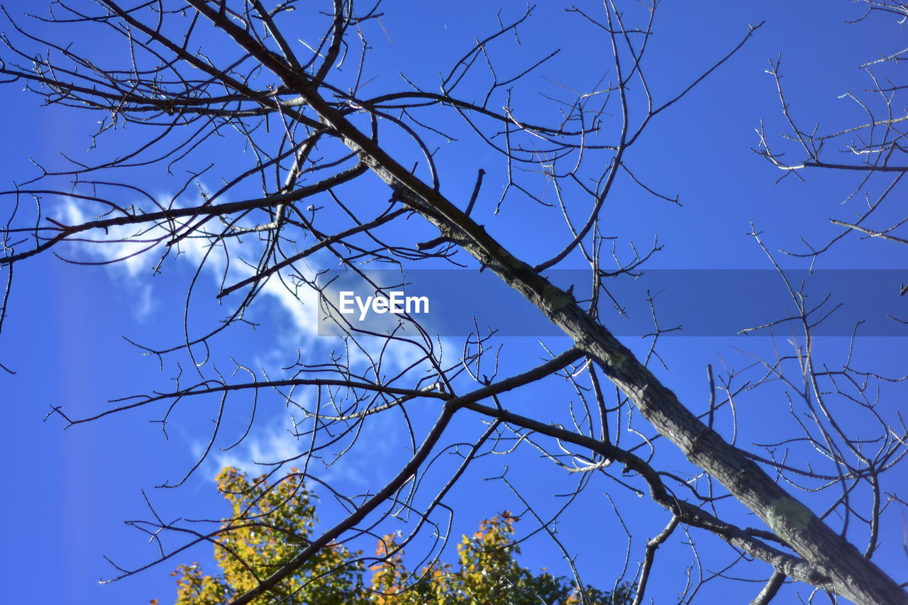 LOW ANGLE VIEW OF SILHOUETTE BARE TREE AGAINST CLEAR BLUE SKY