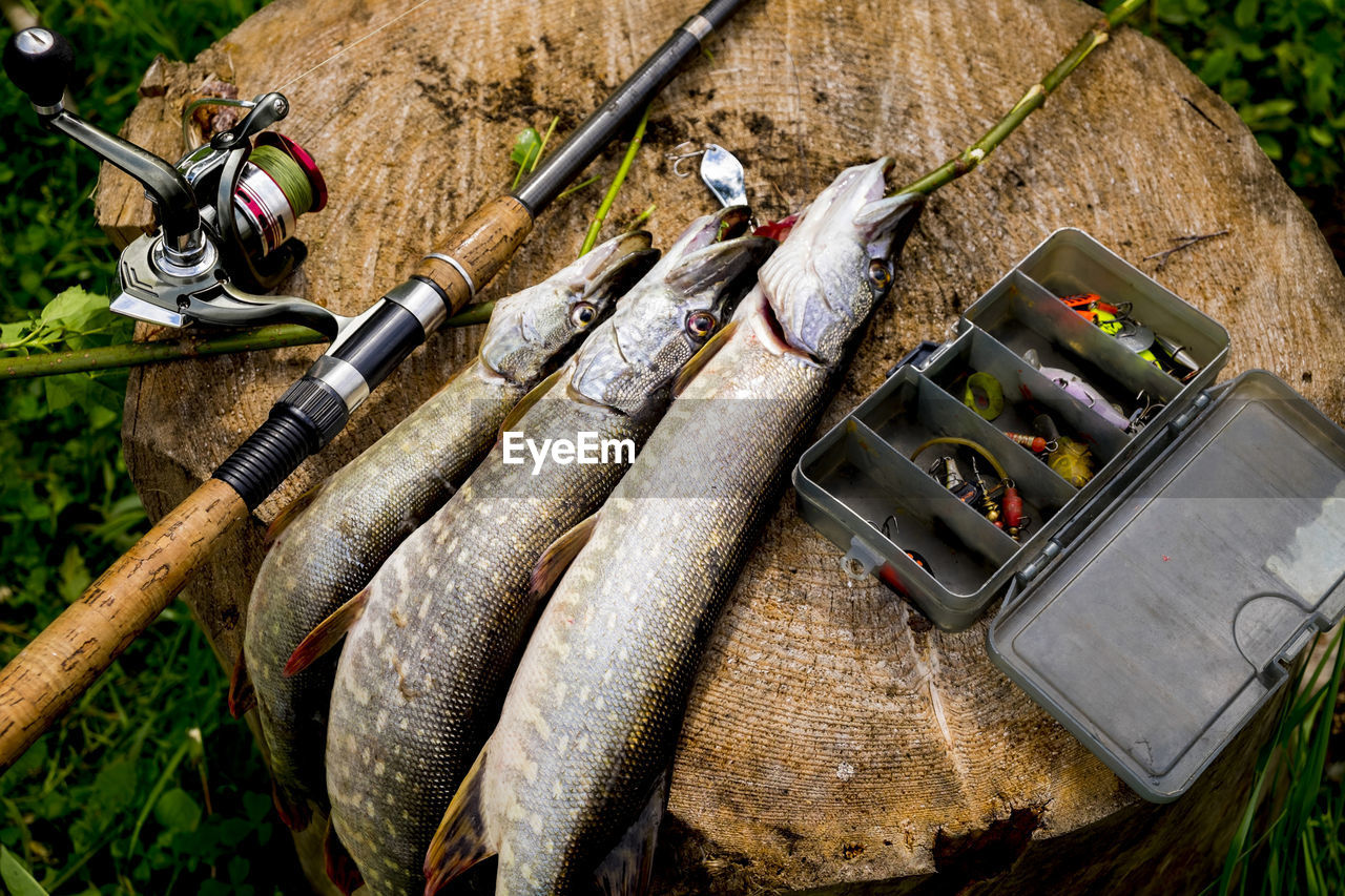 High angle view of caught fish with fishing equipment on tree stump