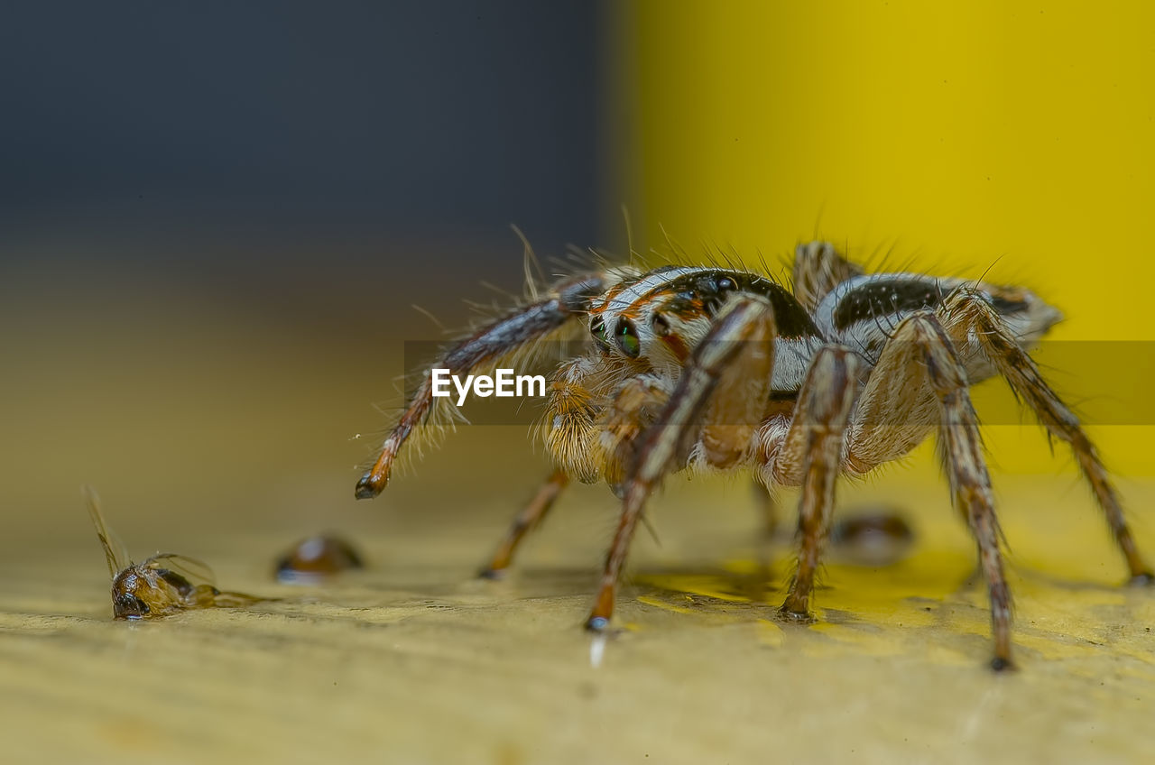 MACRO SHOT OF SPIDER ON WEB