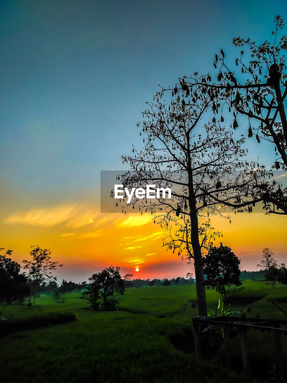 TREES ON FIELD AGAINST SKY DURING SUNSET