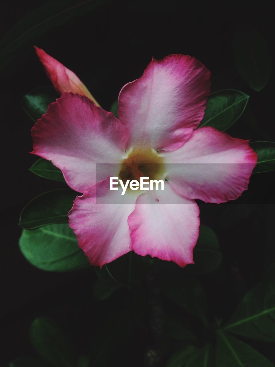 CLOSE-UP OF PINK FLOWER