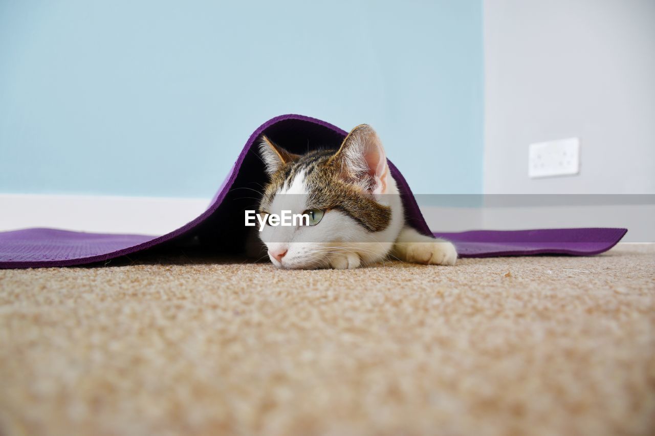 Cat resting under yoga mat at home 