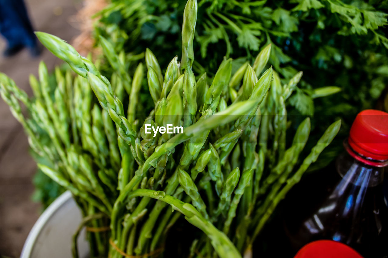 high angle view of plant