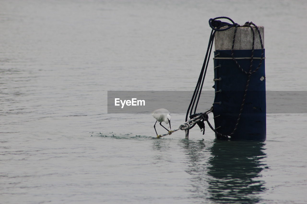 VIEW OF BIRD PERCHING ON A SEA